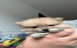 Pomeranian dogs for sale: Pomeranian pups🩵🩷 - Image 13
