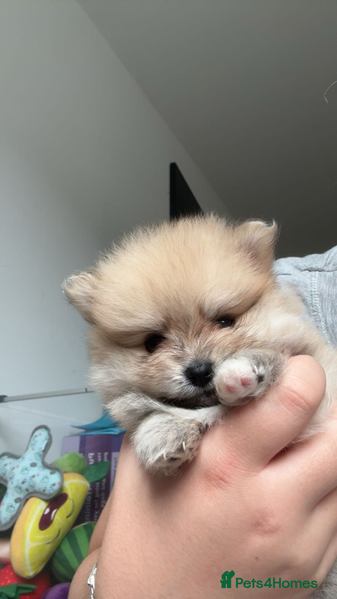 Pomeranian dogs for sale: Pomeranian pups🩵🩷 - Image 13