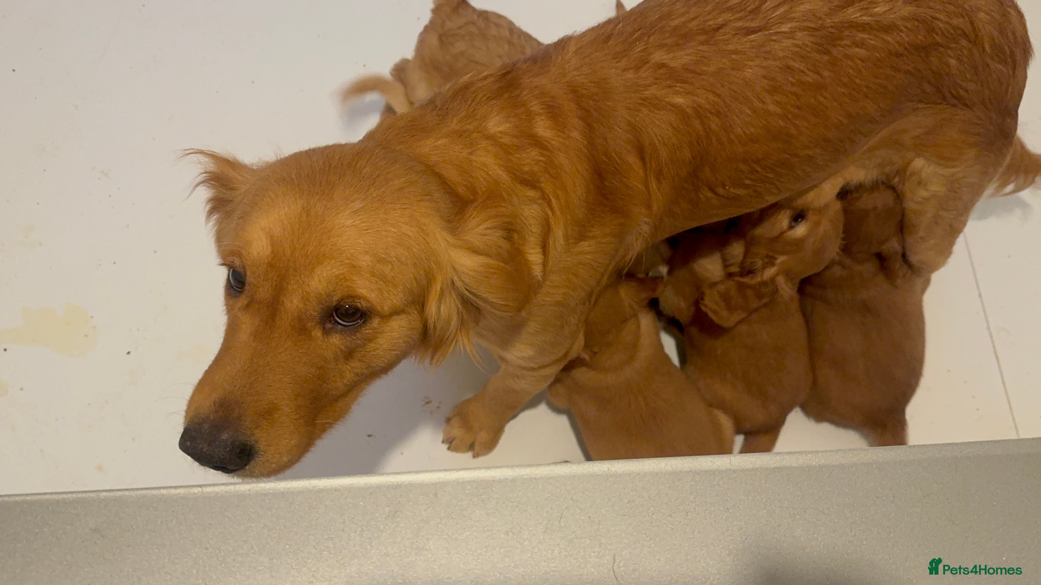 Goldendoodle dogs Healthy Gorgeous sweet natured puppies  - Advert 1