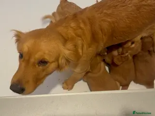 Goldendoodle dogs Healthy Gorgeous sweet natured puppies - Advert 4