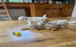 Poochon dogs for sale: Tiny farm bred teddy bear bundles of fun !  - Image 15