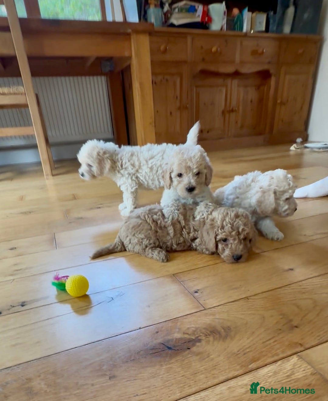 Poochon dogs for sale: Tiny farm bred teddy bear bundles of fun !  - Image 15