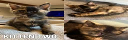 British Shorthair cats for sale: Five adorable British shorthair kittens in Skipton - Advert 13