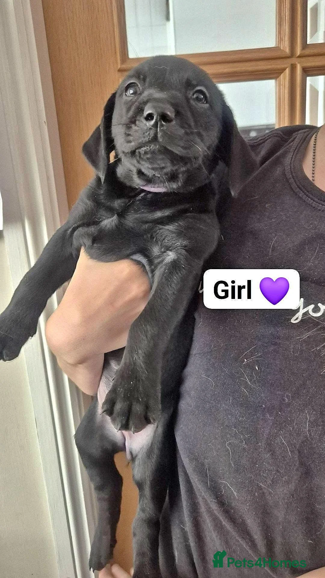 Labrador Retriever dogs for sale: Labrador puppies 🐶  - Advert 2