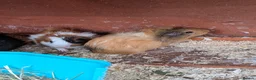 Guinea Pig rodents for sale: Very pretty baby guinea pigs ready July  - Advert 6