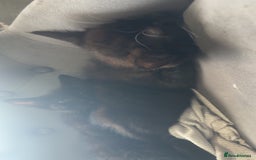 British Shorthair cats for sale: British shorthaired cross Persian  - Image 7