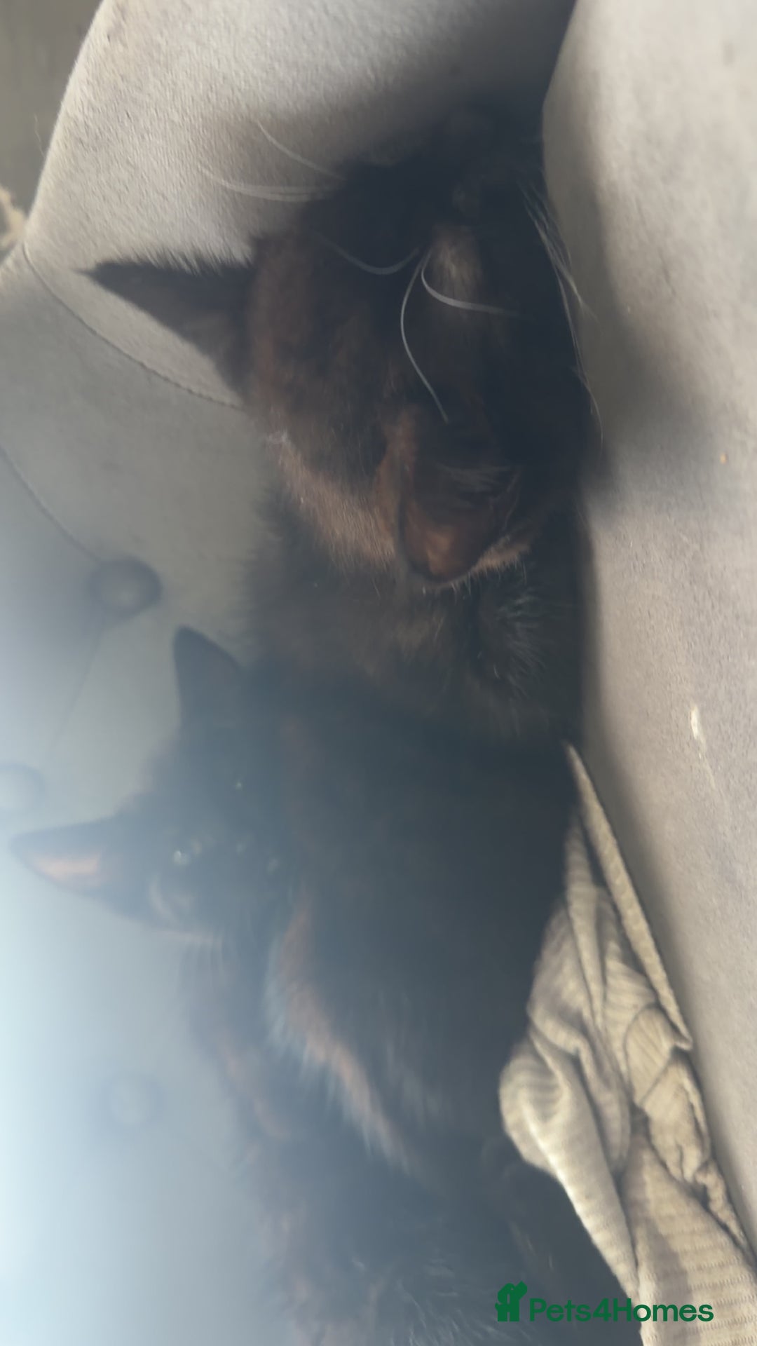 British Shorthair cats for sale: British shorthaired cross Persian  - Image 7