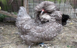 Chickens poultry for sale: Araucana TRIO, 1 black cock, 2 blue POL pullets - Image 2