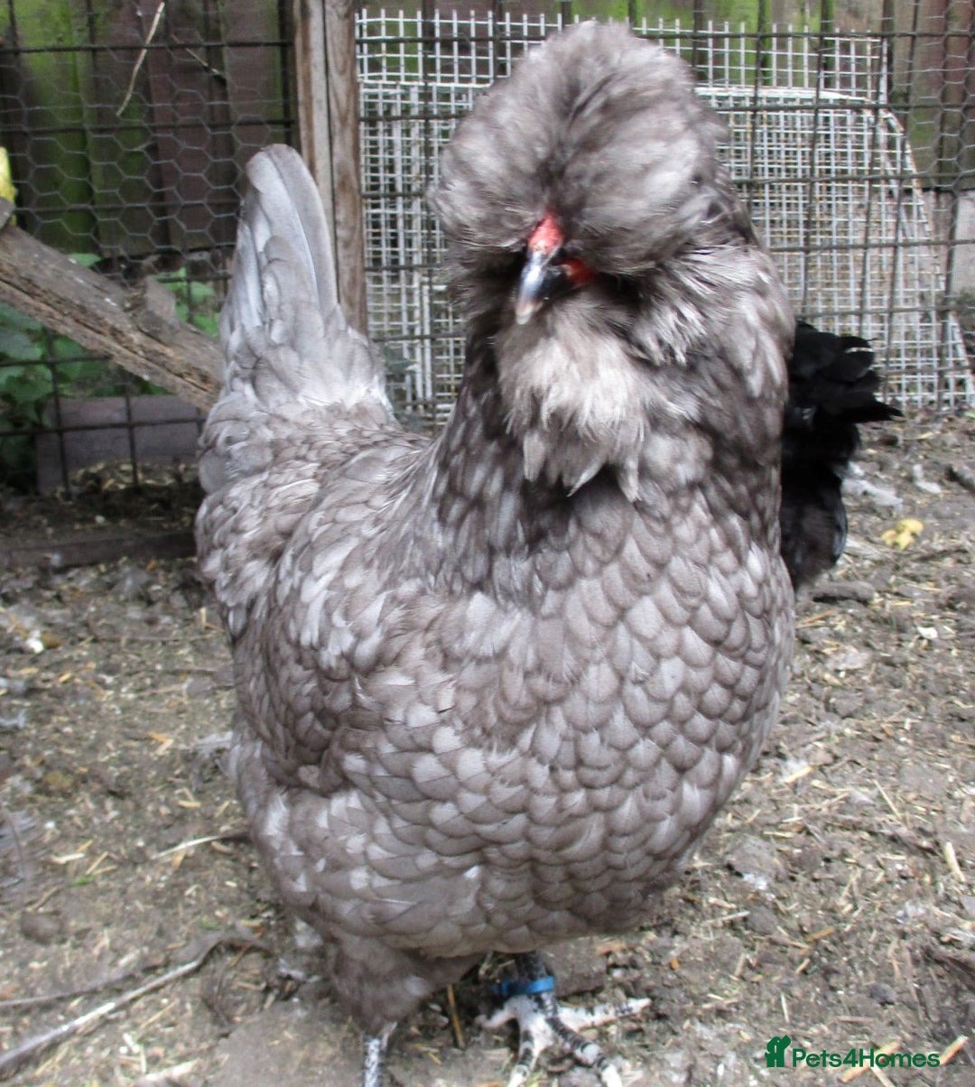 Chickens poultry for sale: Araucana TRIO, 1 black cock, 2 blue POL pullets - Image 2