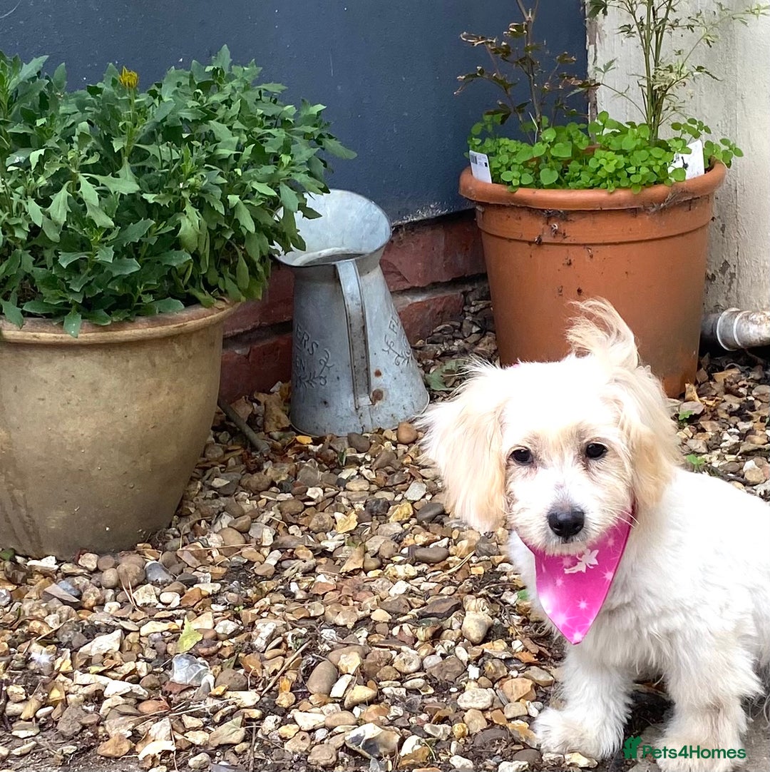 Cavapoo dogs for sale: GORGEOUS F1b TOY CAVAPOO-4 MONTHS OLD 🩷 - Image 5