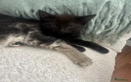Domestic Shorthair cats for sale: Kittens - Image 4