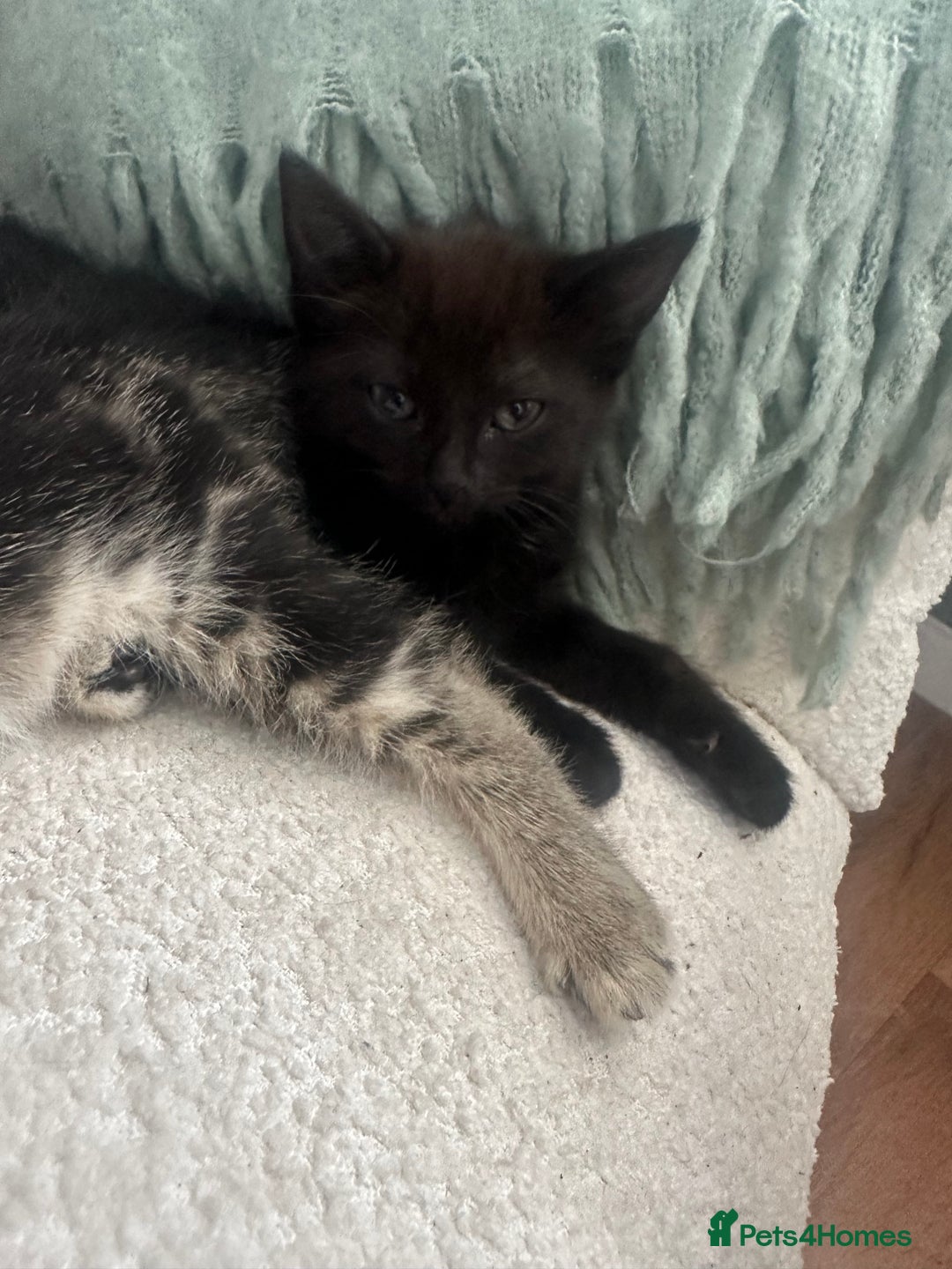 Domestic Shorthair cats for sale: Kittens - Image 4