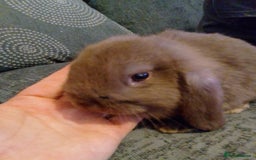 Mini Lop rabbits for sale: Beautiful Mini Lop Bunnies for sale  - Image 7