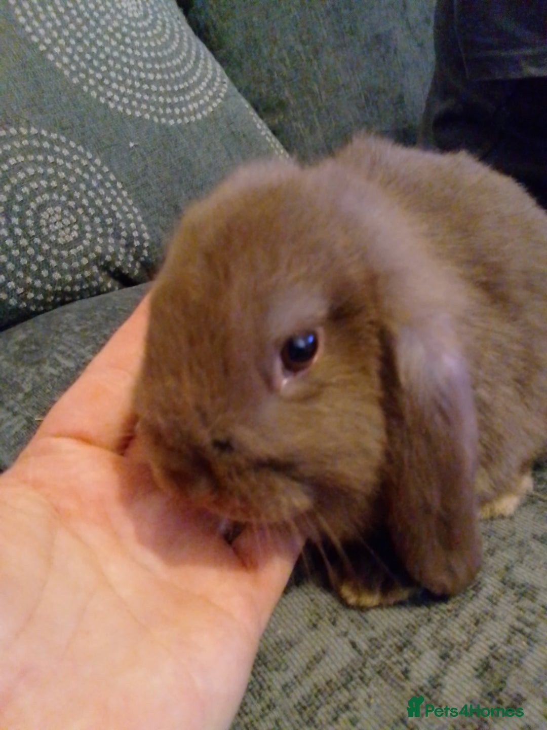 Mini Lop rabbits for sale: Beautiful Mini Lop Bunnies for sale  - Image 7