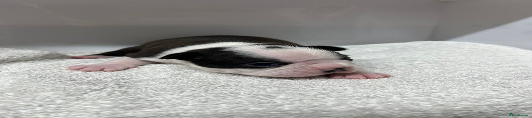 Boston Terrier Puppy 1
