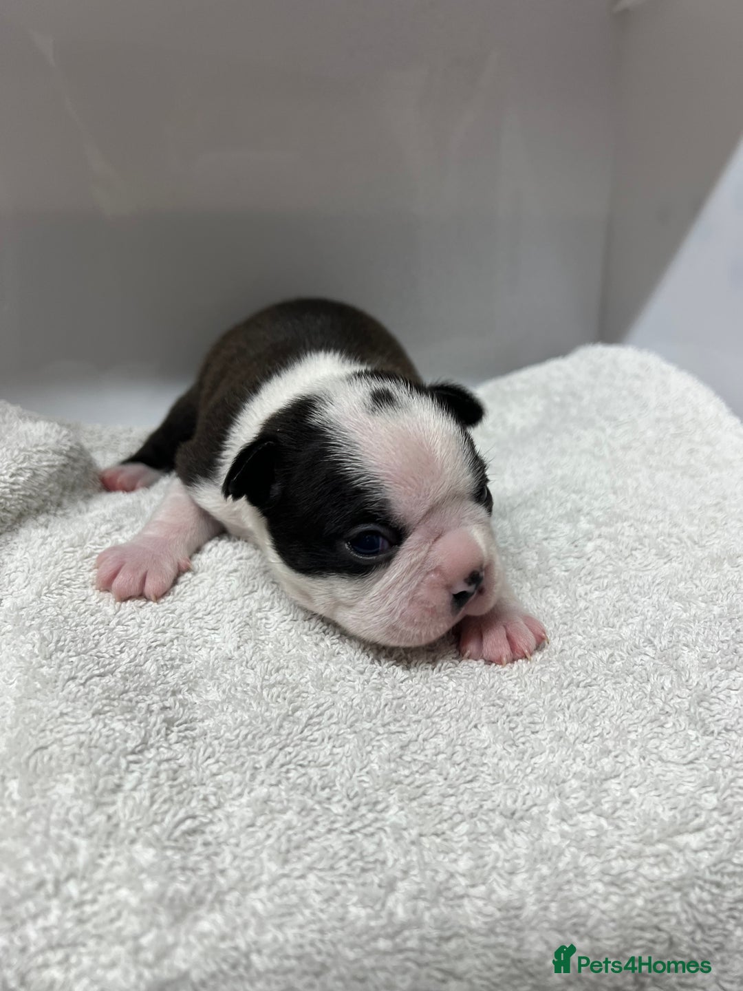Boston Terrier dogs for sale: Champ bloodline (KC) Boston Terrier pups 💕 - Image 10