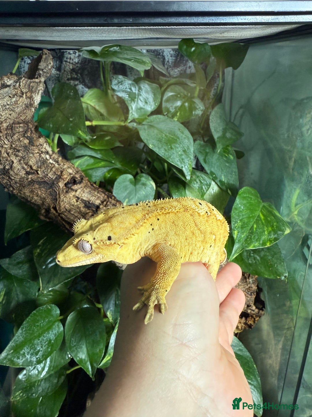 Gecko reptiles for sale: Male Crested Gecko Dalmatian with full setup - Image 4