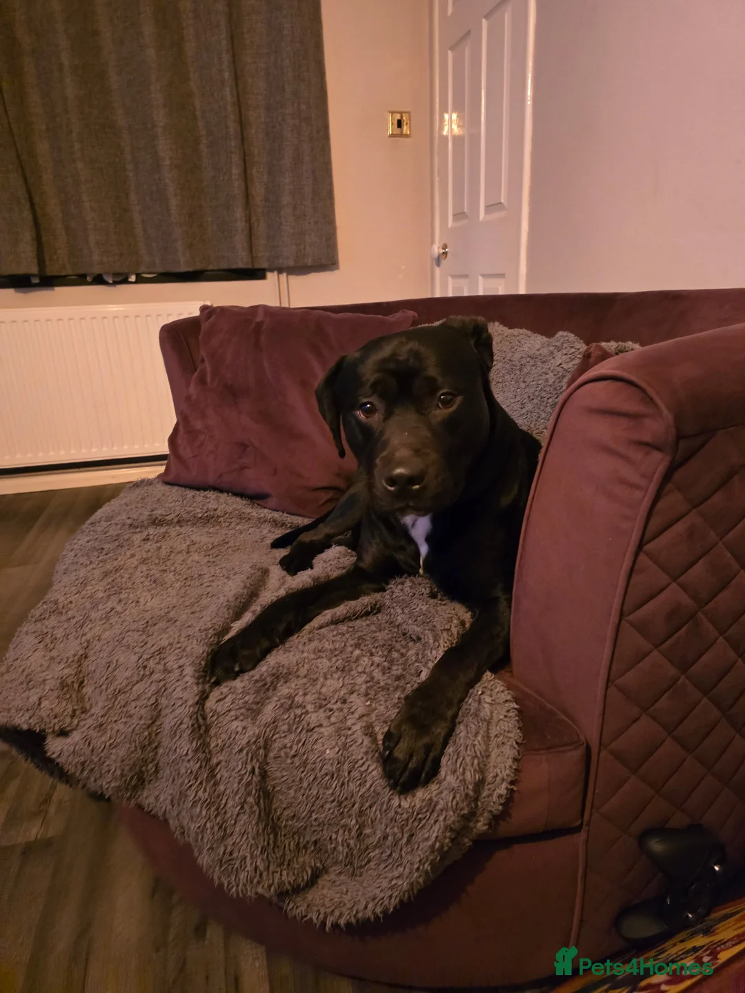 Mixed Breed dogs for sale: Kobie - Staffy x Labeador. 2 years old - Advert 3