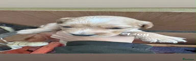 Cockapoo 2