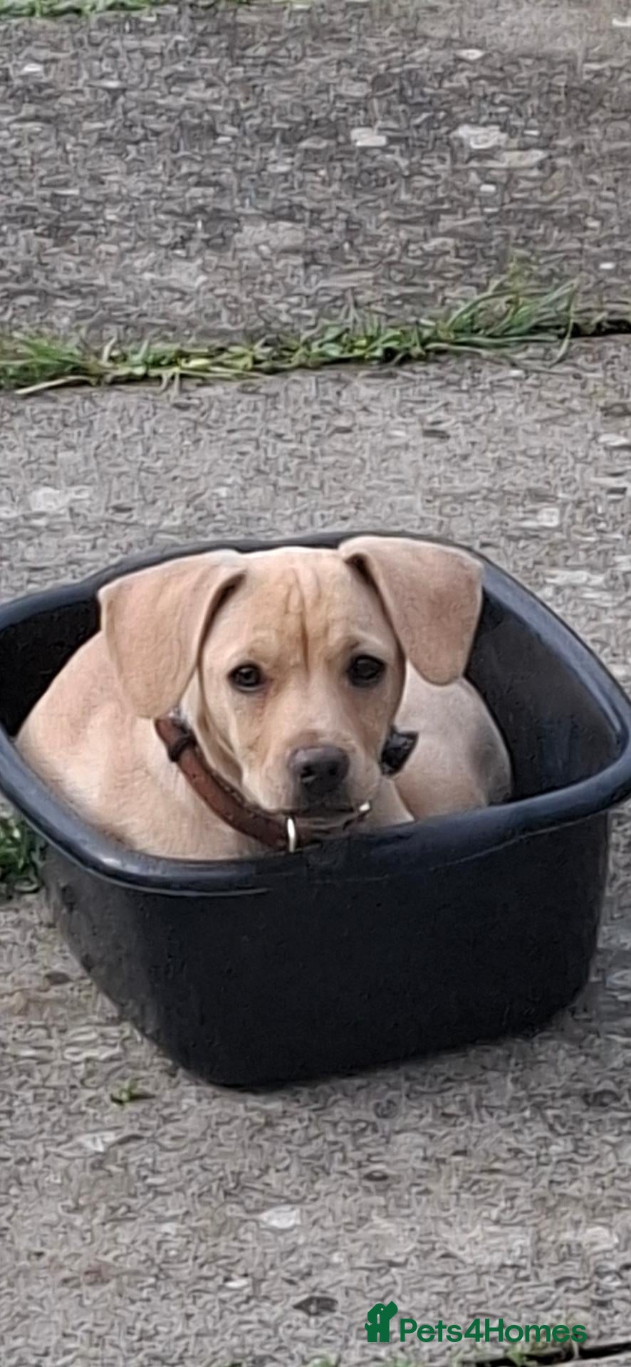 Mixed Breed dogs for sale: Puppy - Advert 1