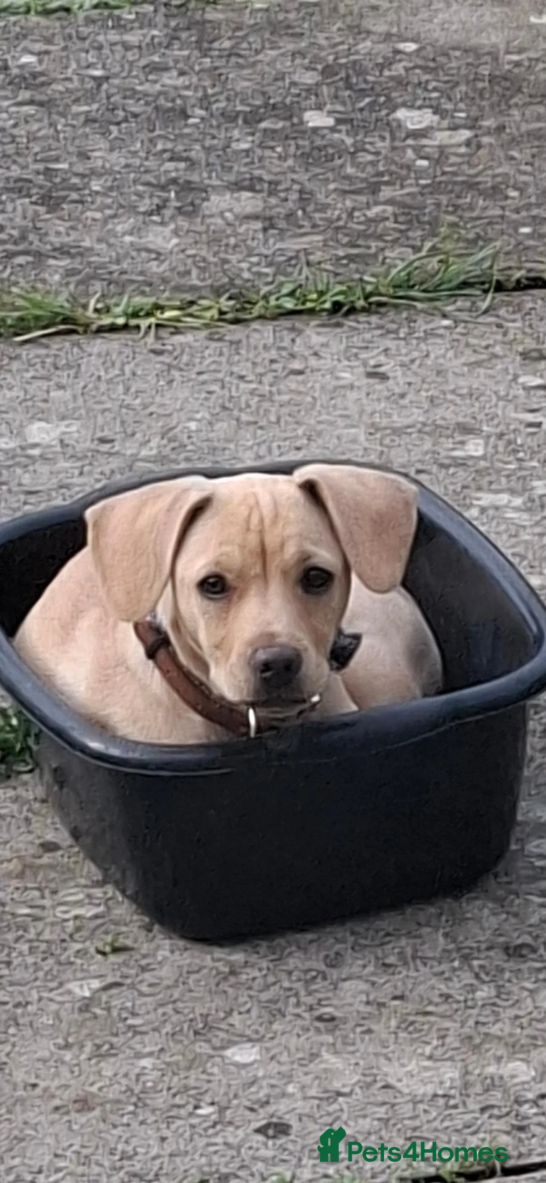 Mixed Breed dogs for sale: Puppy - Advert 1