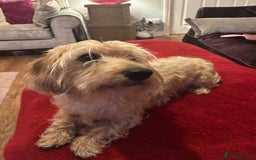 Dachshund dogs for sale: Pedigree standard cream wirehaired Dachshund  - Advert 11
