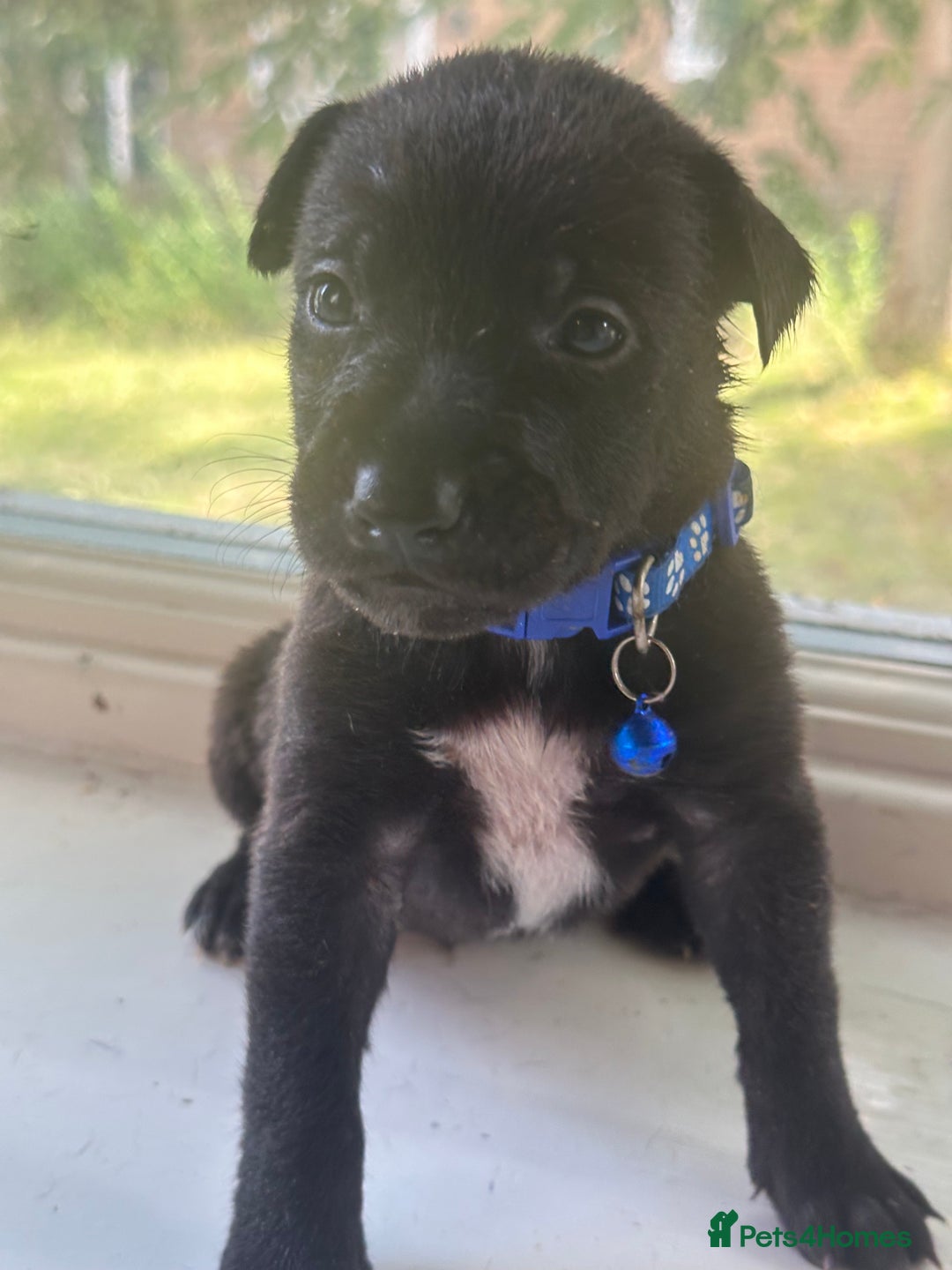 Mixed Breed dogs for sale: Staffy x Belgian Malinos  - Image 7