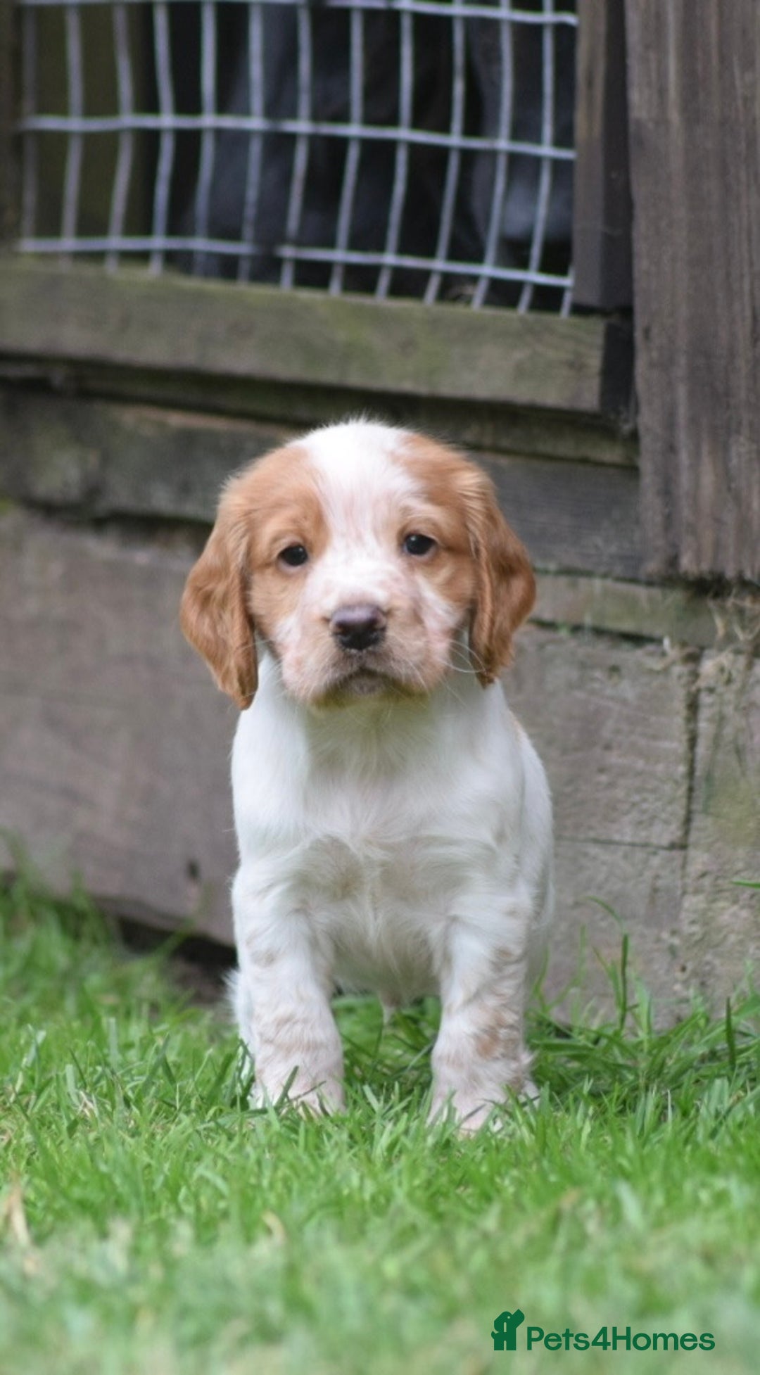 Cocker Spaniel dogs for sale: Cocker spaniel  - Image 3