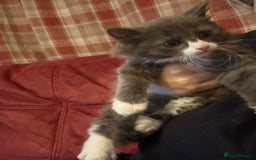 Mixed Breed cats for sale: Fluffy beautiful kitten - Advert 14