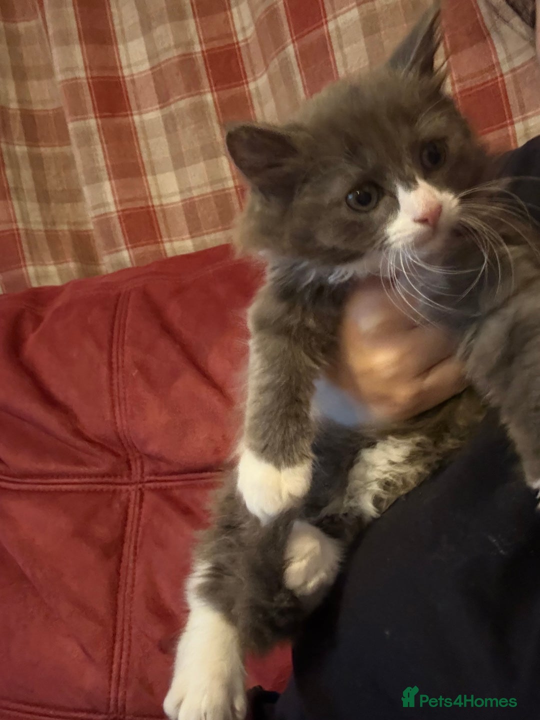 Mixed Breed cats for sale: Fluffy beautiful kitten - Advert 14