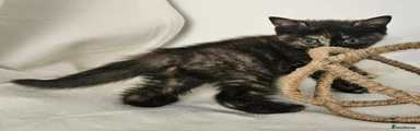British Shorthair 5