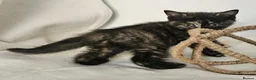 British Shorthair cats for sale: Beautiful choice of BSH Kittens - Advert 10