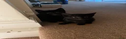 Domestic Shorthair cats for sale: Beautiful kittens in Northampton - Advert 3