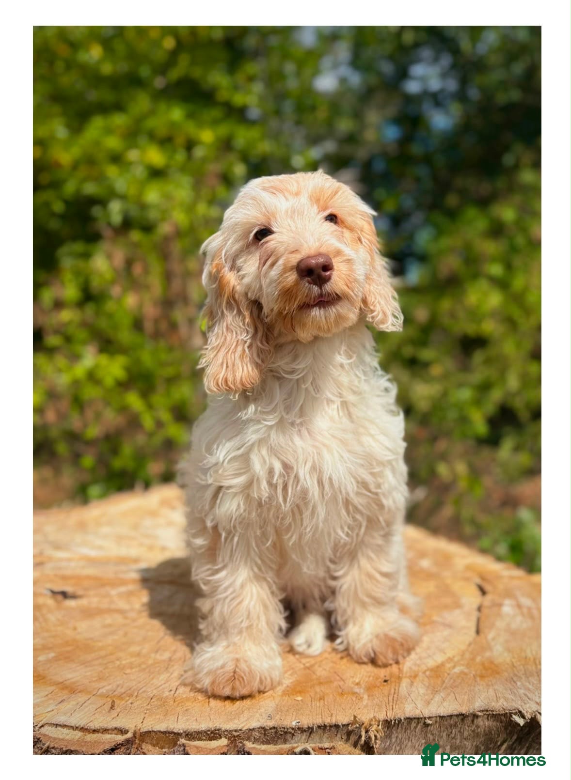 Cockapoo dogs Beautiful Health Tested F1 Cockapoo Puppies - Advert 1
