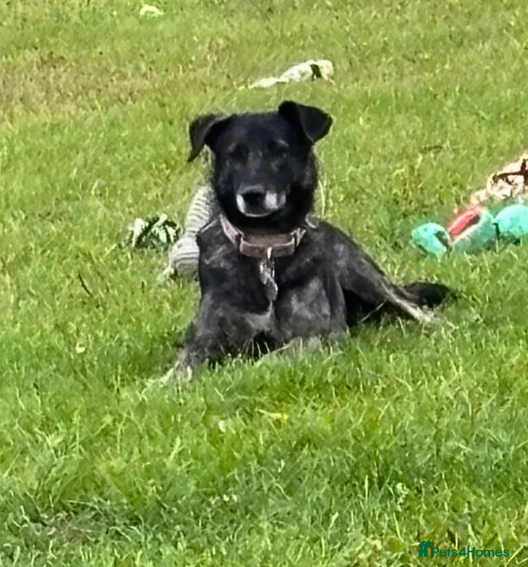 Mixed Breed dogs for adoption: Beauty - Advert 2