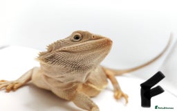 Bearded Dragon reptiles for sale: Hypo Het Zero Het Trans Bearded Dragons  - Image 3
