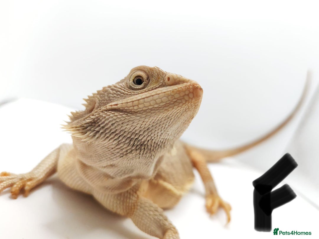 Bearded Dragon reptiles for sale: Hypo Het Zero Het Trans Bearded Dragons  - Image 3