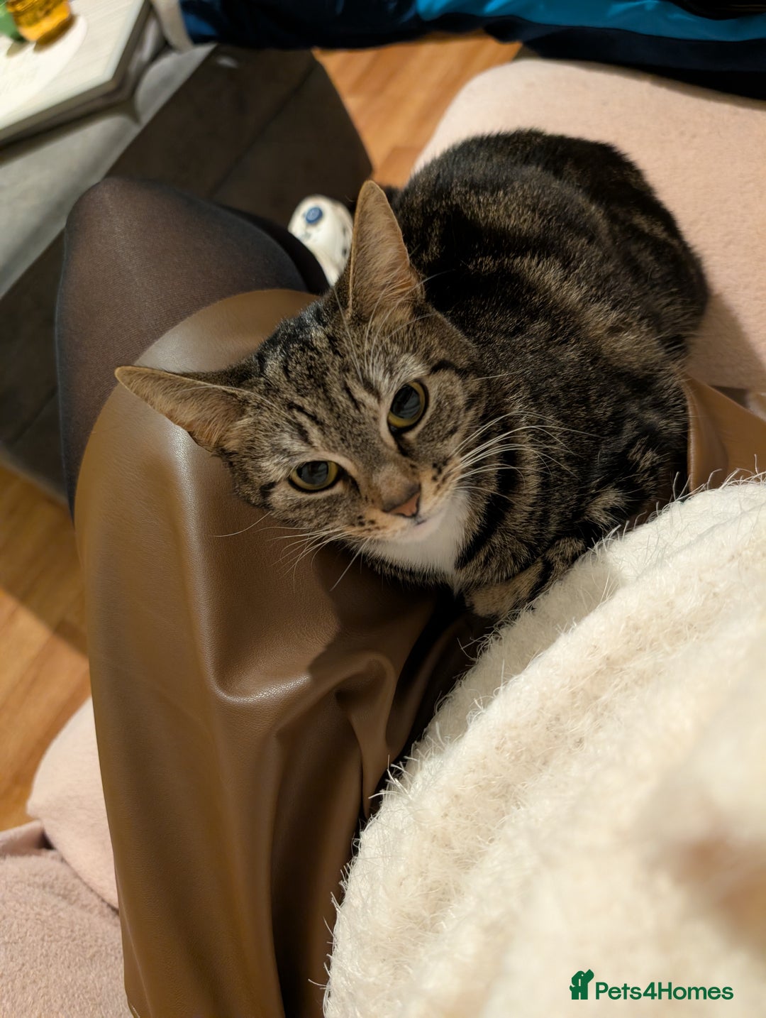 Domestic Shorthair cats for sale: Lovely Female Cat Looking for a Loving Home(FREE) - Advert 2