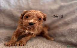 Maltipoo dogs for sale: F1B maltipoo - Image 7