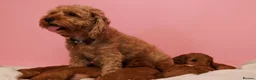 Australian Labradoodle dogs for sale: Stunning Red Aussie Doodle Multigen Puppies - Advert 10