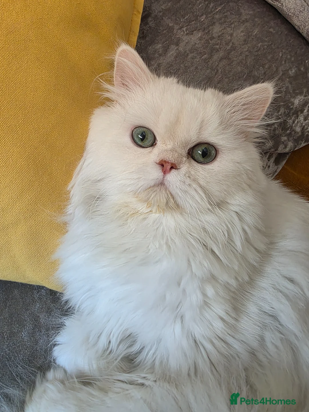 Persian cats for sale: ✨ Loving 10‑Month‑Old Cat Looking for a New Home ✨ in Bridgend - Advert 4