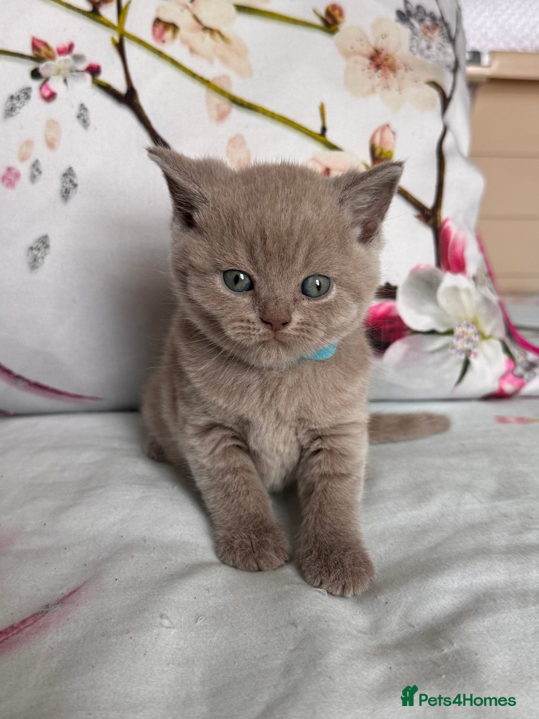 British Shorthair cats for sale: Beautiful British Shorthair Kittens 💝 - Image 5