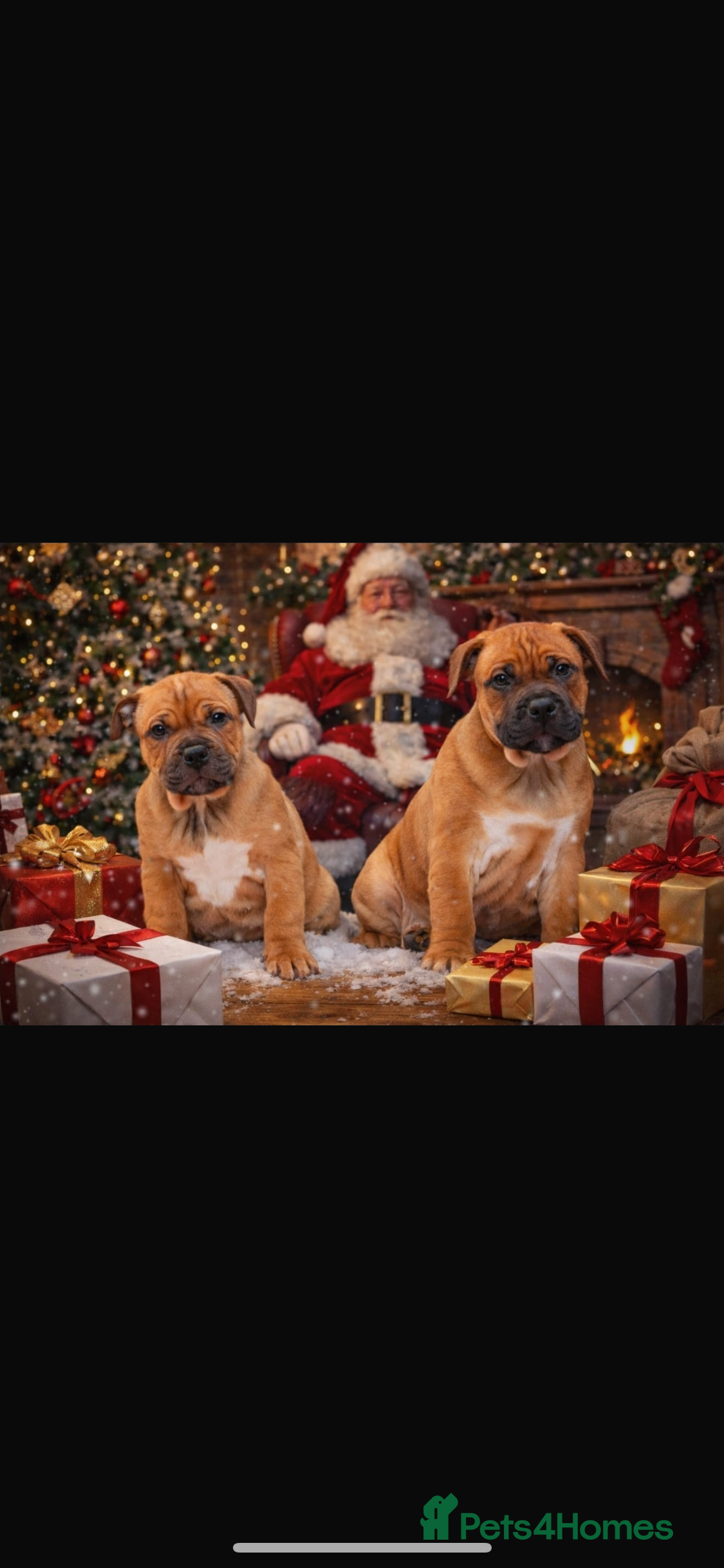 Staffordshire Bull Terrier dogs Beautiful chunky red staffys  - Advert 11