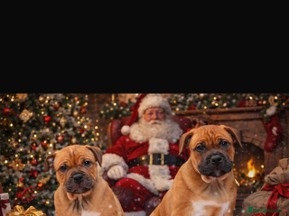 Staffordshire Bull Terrier dogs Beautiful chunky red staffys - Advert 11