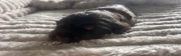 Cocker Spaniel dogs for sale: Beautiful cocker spaniel puppies - Advert 13