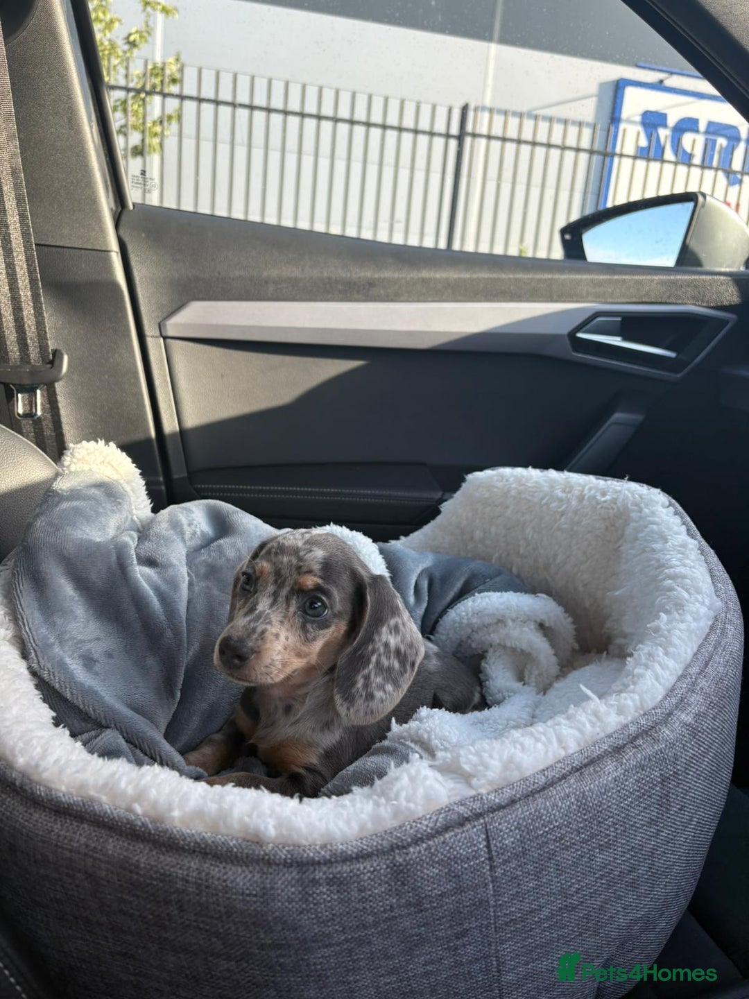 Miniature Dachshund dogs for sale: Miniature dachshund 11 weeks  - Image 2