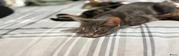 Bengal cats for sale: Beautiful Bengal X kittens - Advert 2