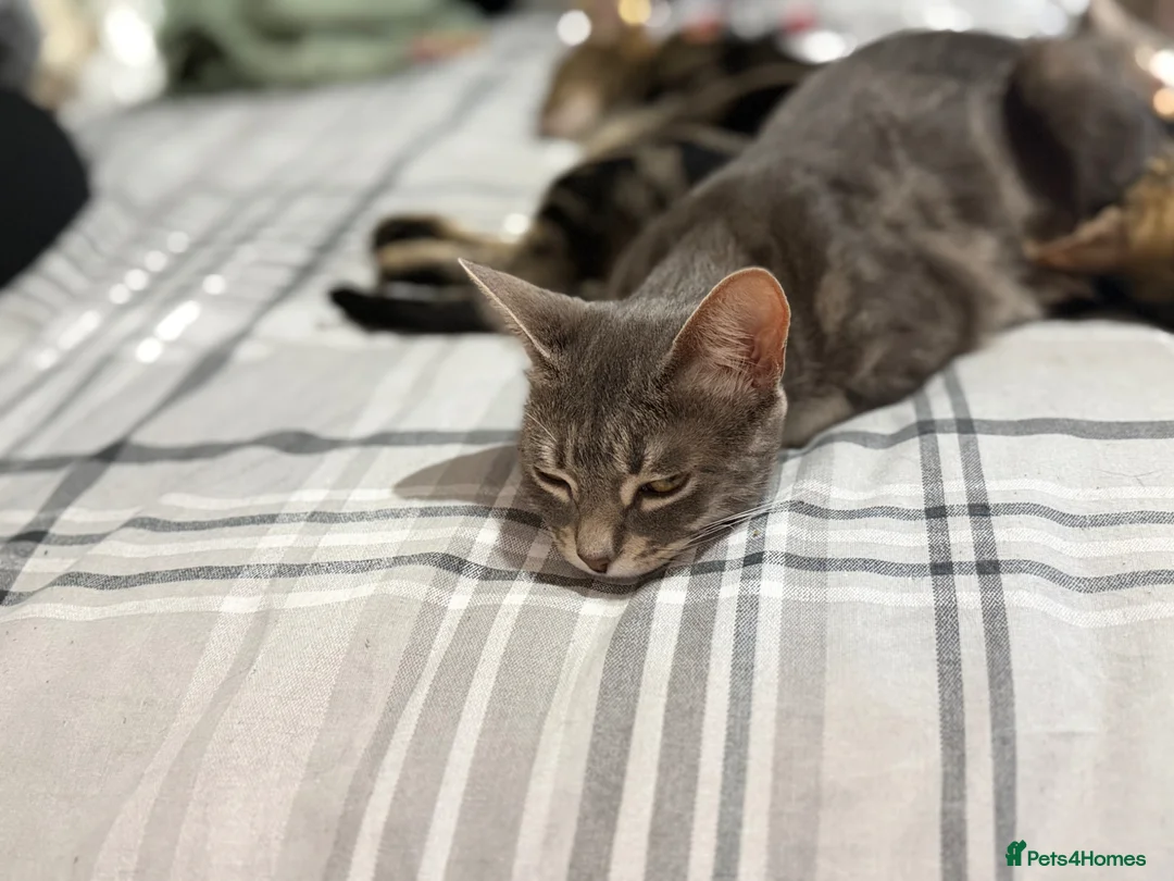 Bengal cats for sale: Beautiful Bengal X kittens - Advert 2