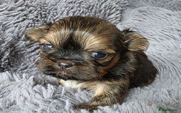 Shih Tzu dogs for sale: Stunning Rare Brindle Imperial Shih Tzu puppies - Image 3