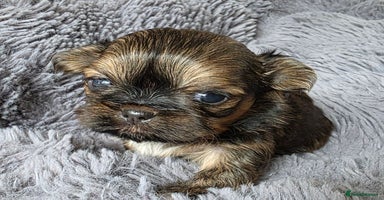 Shih Tzu dogs - Advert 12